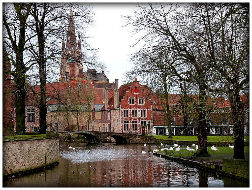 LES CYGNES DU BEGUINAGE .