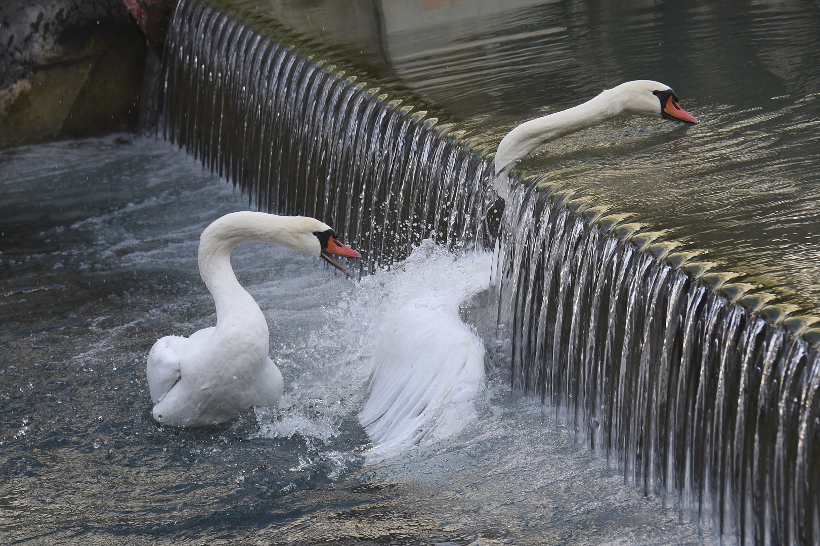 les cygnes du lac d'Annecy