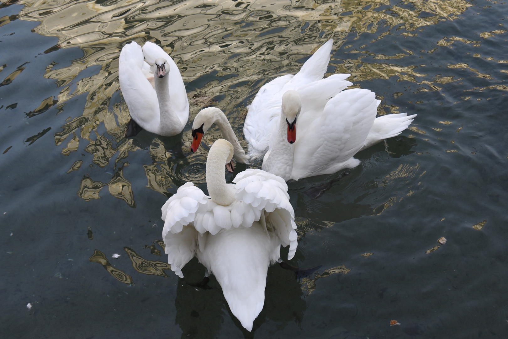 les cygnes du lac d'Annecy