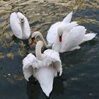 les cygnes du lac d'Annecy