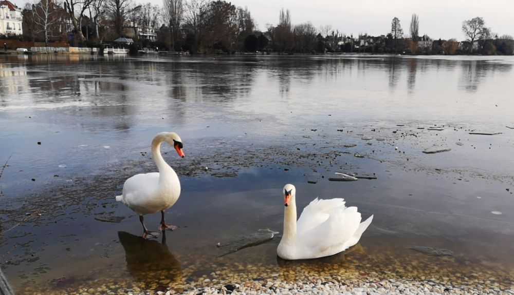 Les cygnes