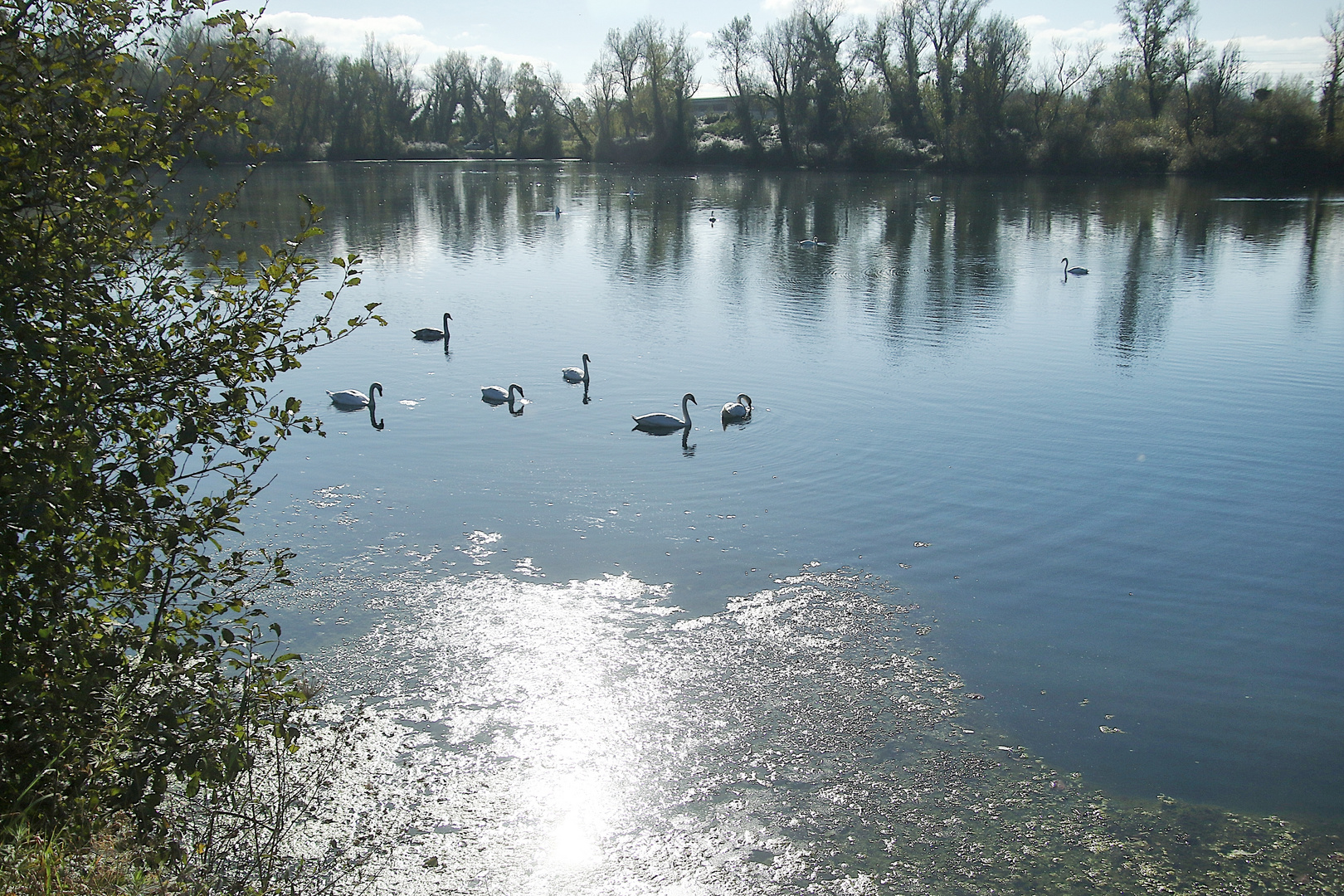 les cygnes en balade !