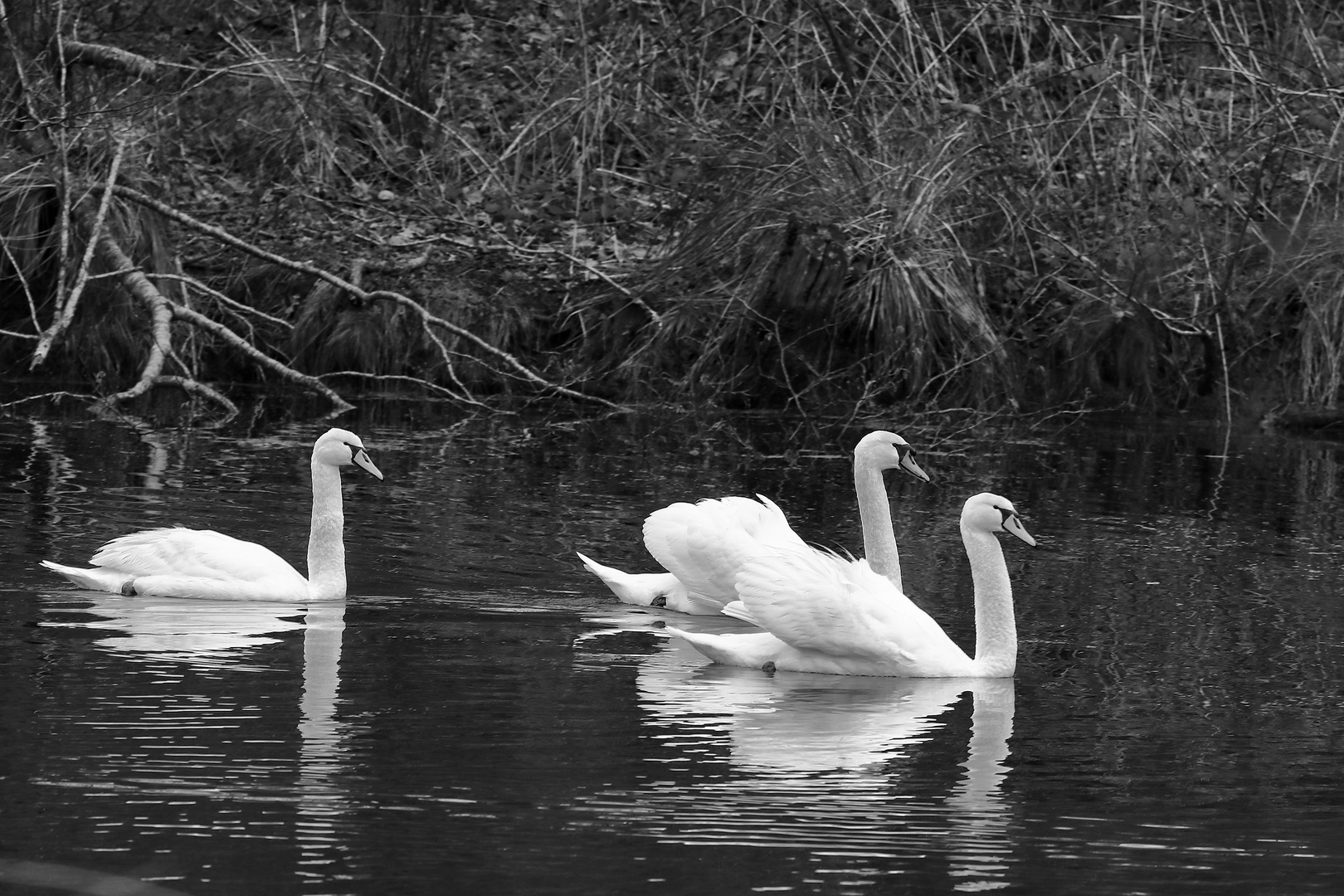 les cygnes en balade