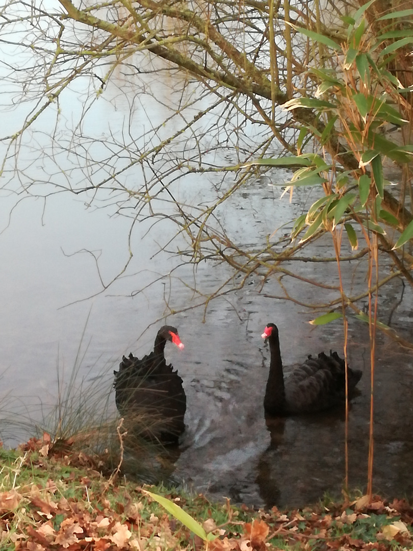 Les cygnes noirs ....