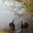 Les cygnes noirs ....