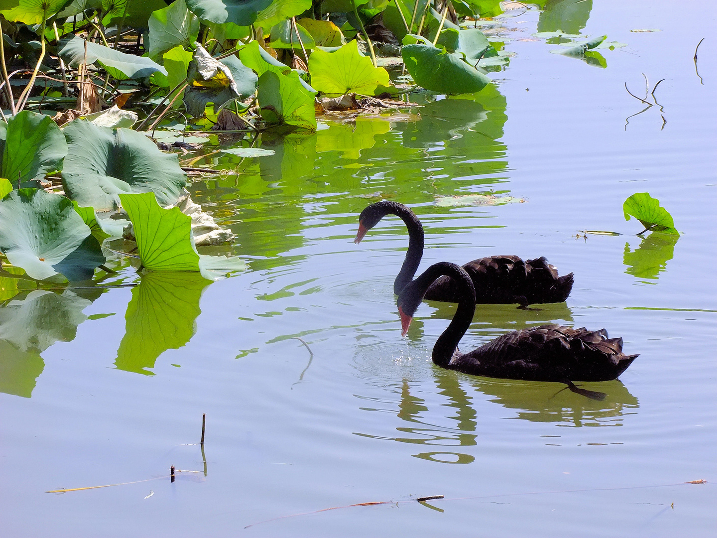 Les cygnes noirs