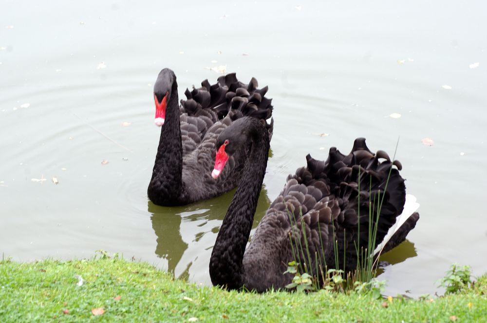 Les cygnes noirs ....