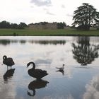 Les cygnes noirs du chateau de Leeds, Kent, UK