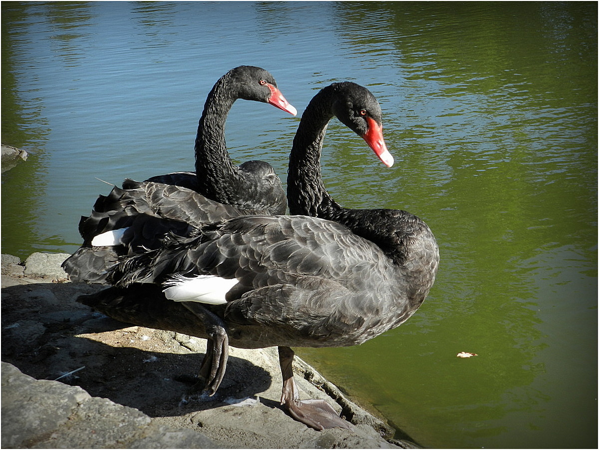 les cygnes noirs