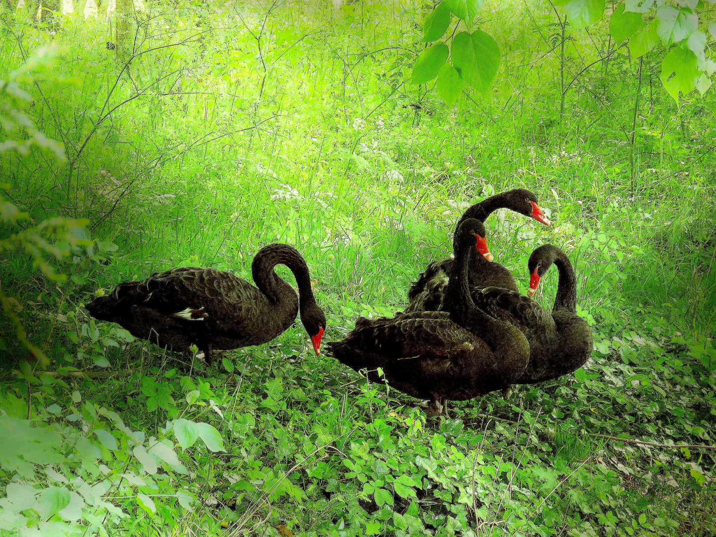 les Cygnes Noirs