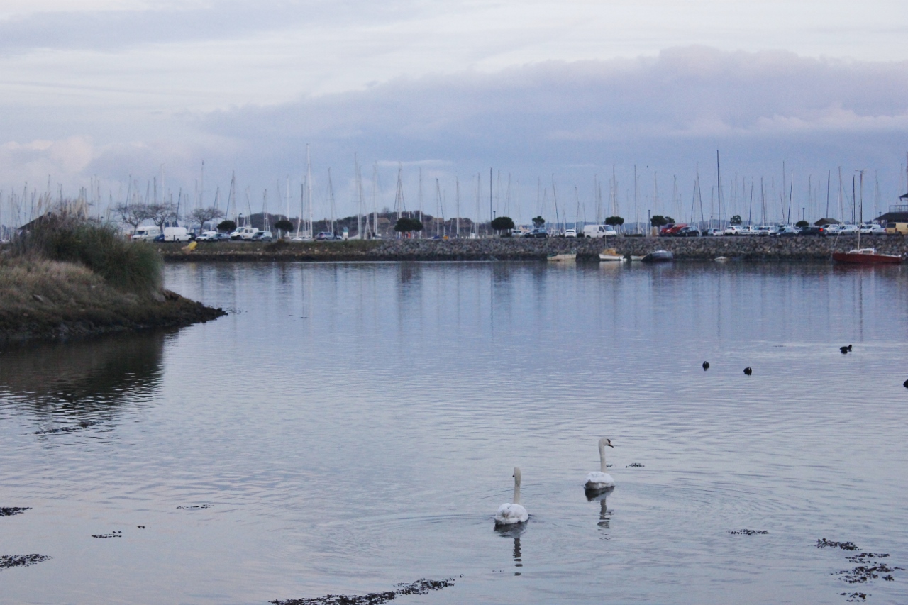 Les cygnes sont repartis