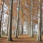 les cyprès chauves !