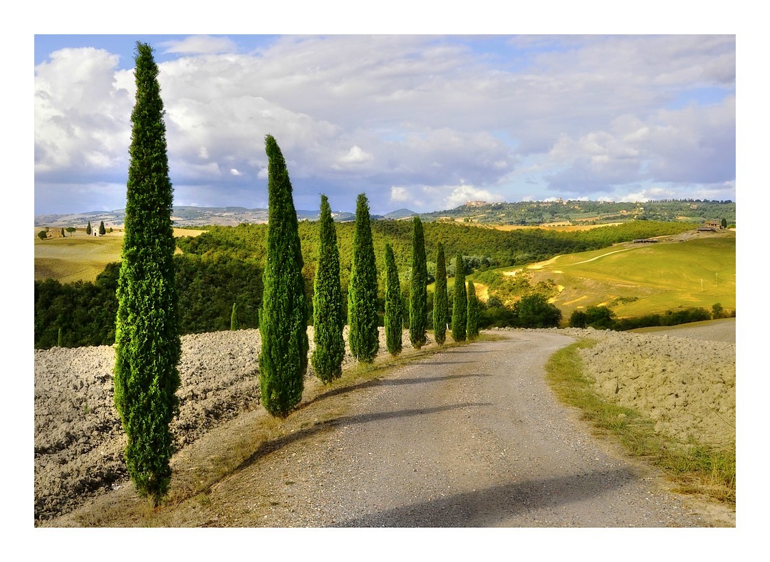 Les cyprès de toscane