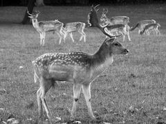 Les daims dans le parc du Château de Cassaigne