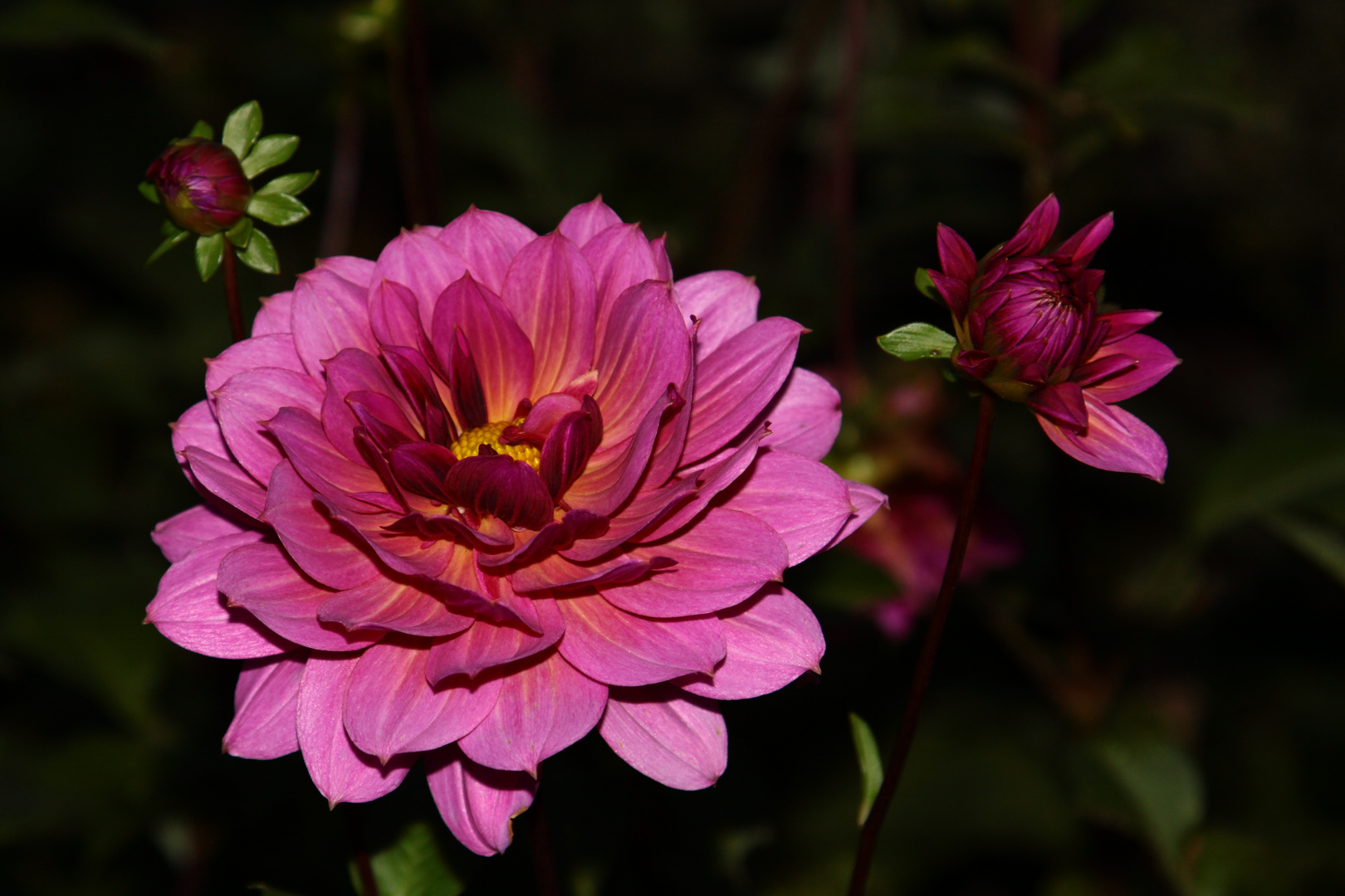 les Dalias de Breteuil