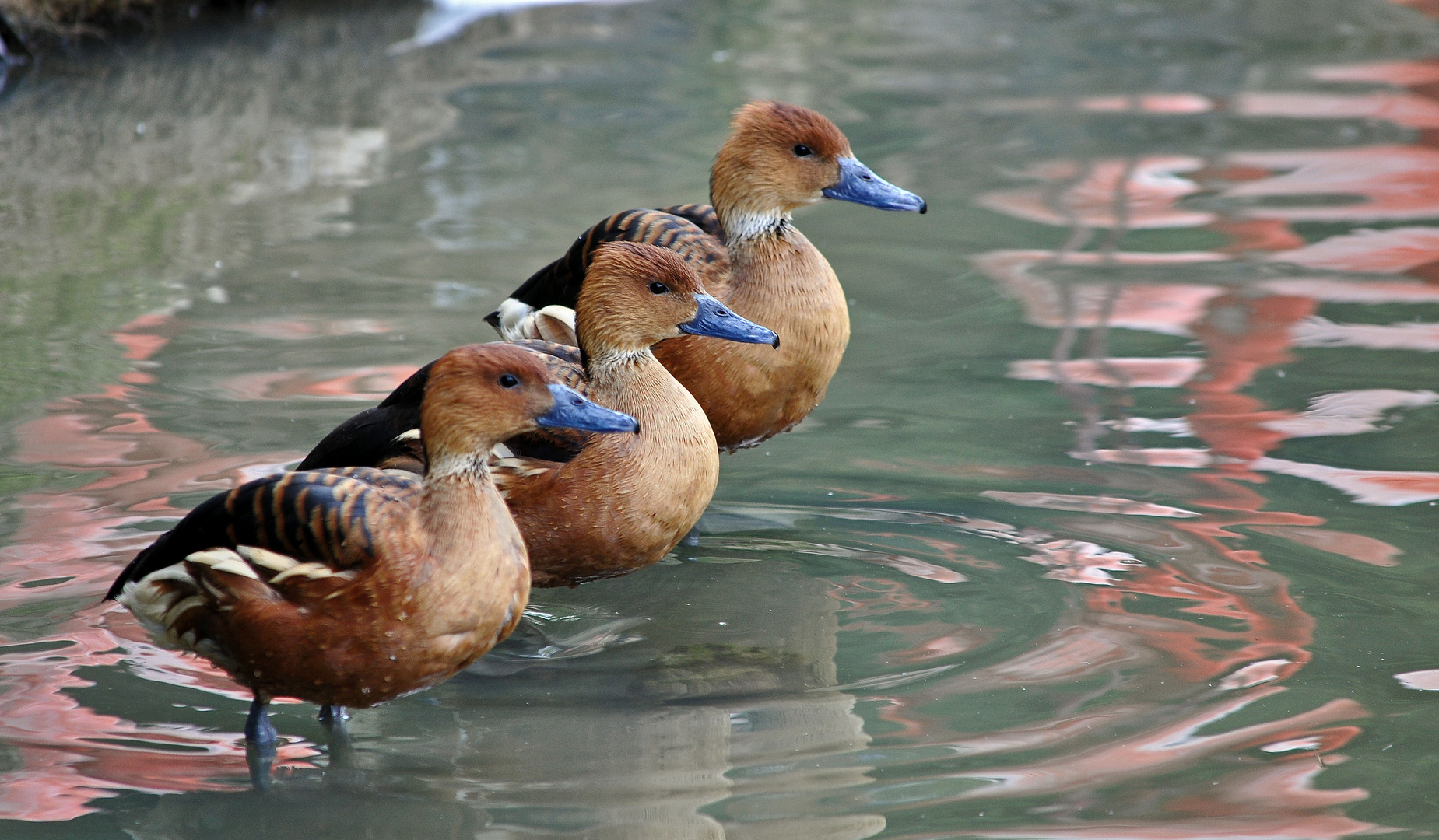 Les dandys ( Dandrocygnes fauves)