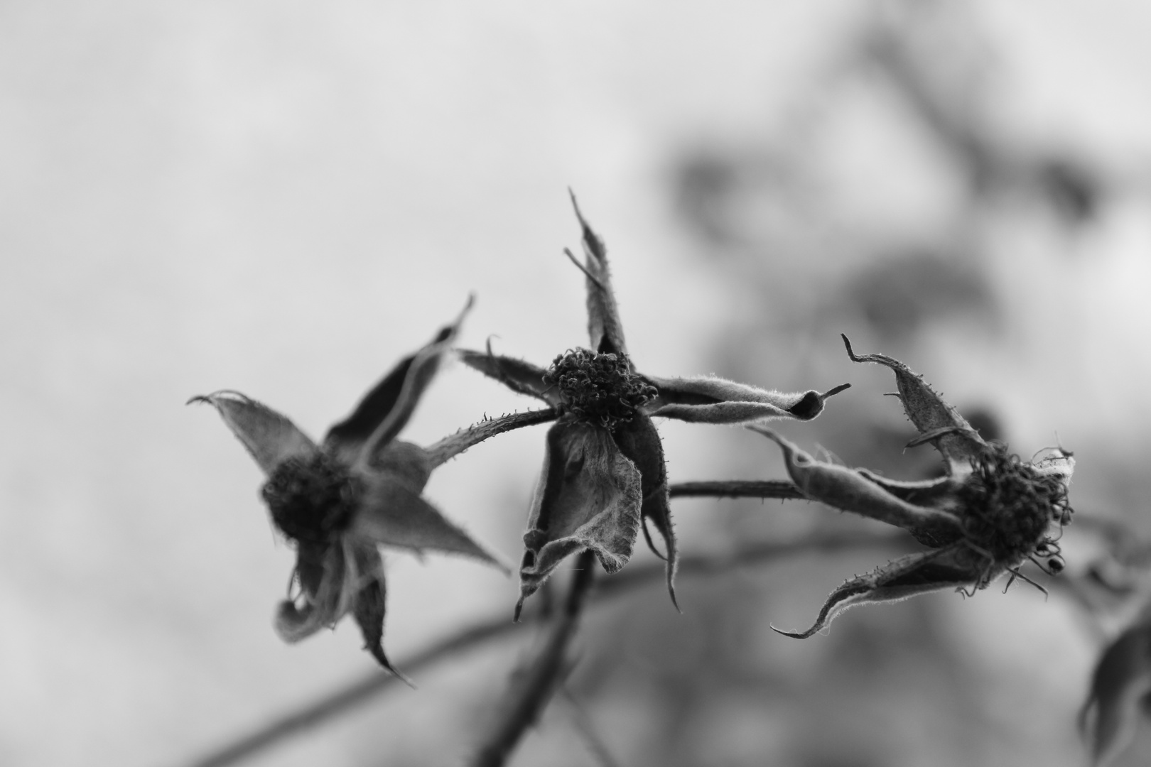 Les danseuses