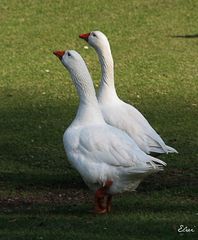 Les danseuses