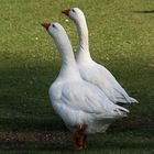 Les danseuses