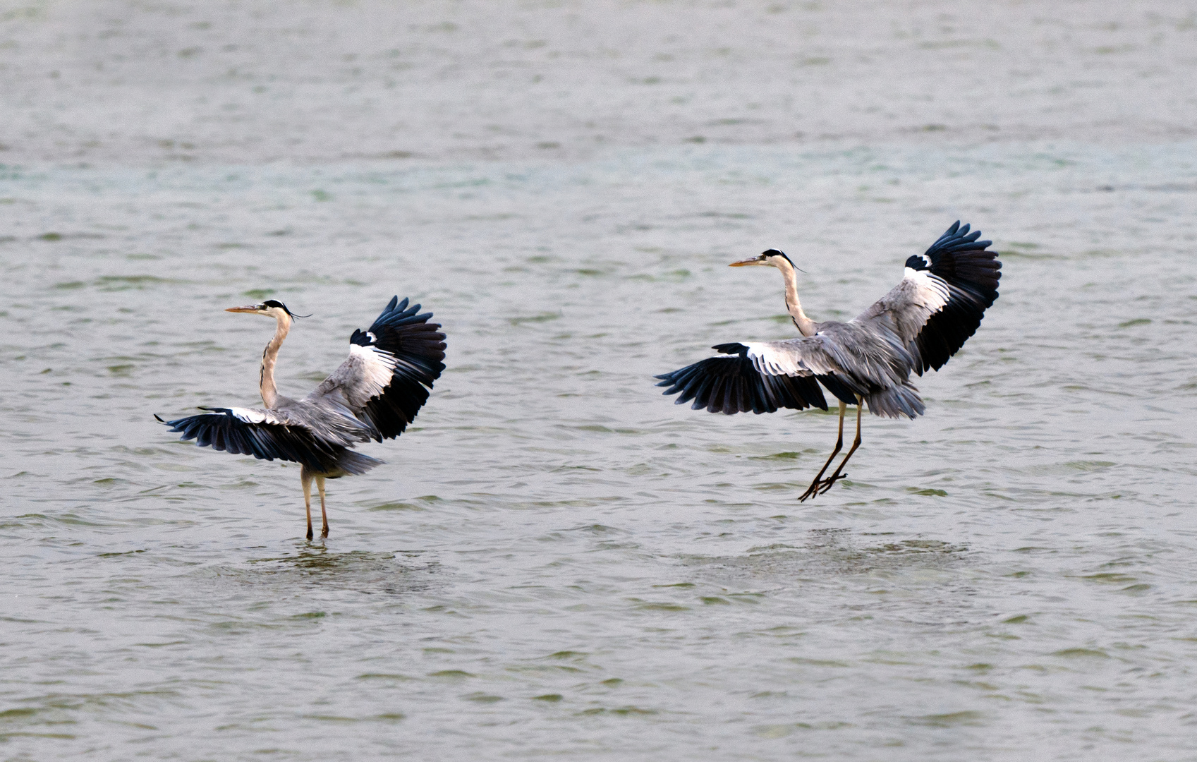 Les Danseuses