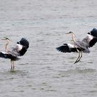 Les Danseuses