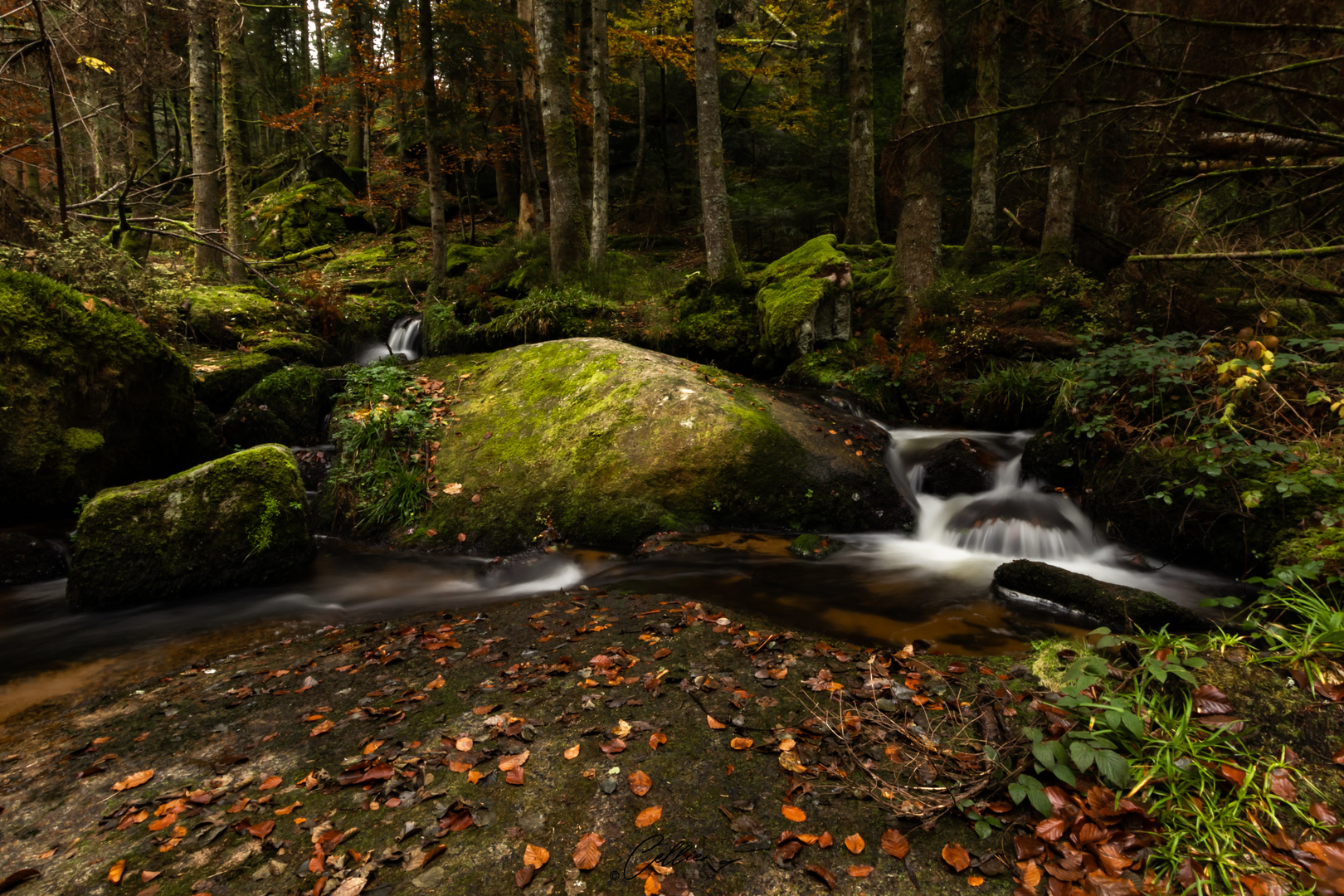 les Darots