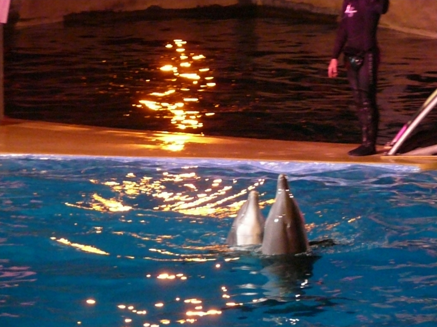 les dauphins Marineland