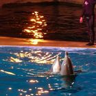 les dauphins Marineland