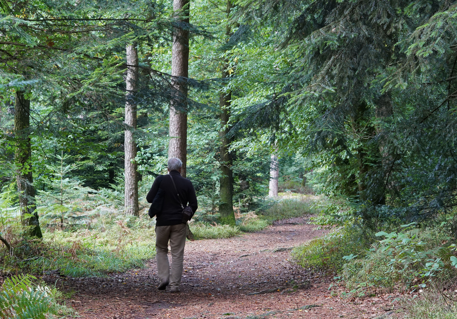 Les dégradés de vert en forêt d'Ecouves ...