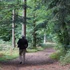 Les dégradés de vert en forêt d'Ecouves ...