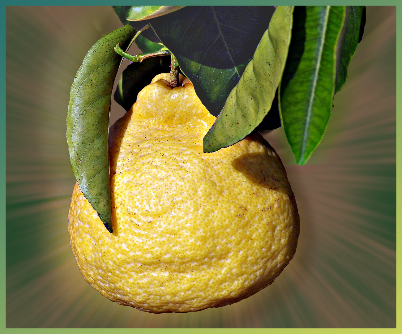 les délicieux citrons poires....