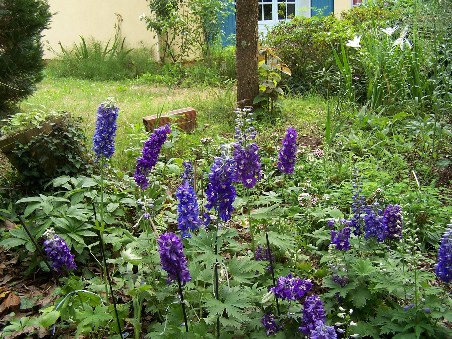 Les delphiniums bleus au jardin. 