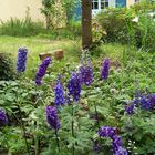 Les delphiniums bleus au jardin. 