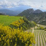 Les dentelles de Montmirail