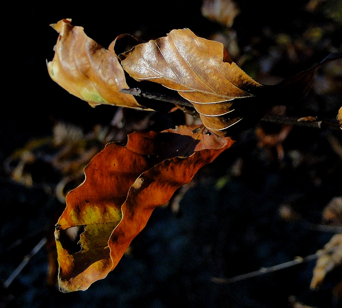 les dernieres feuilles