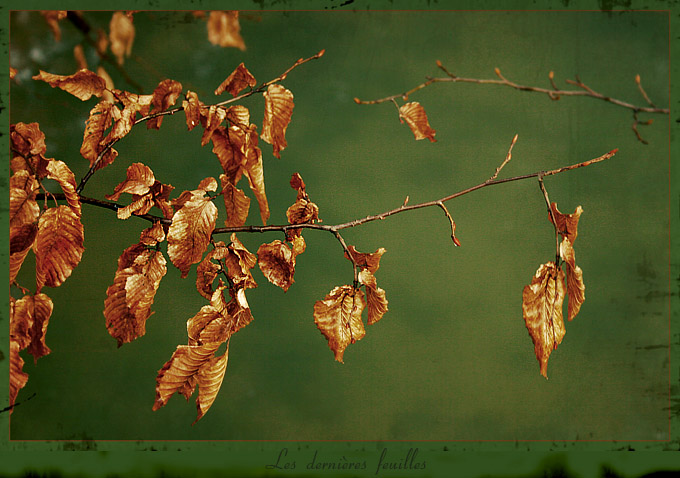 Les dernières feuilles