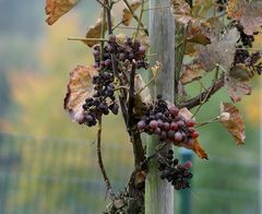 ...les dernières grappes