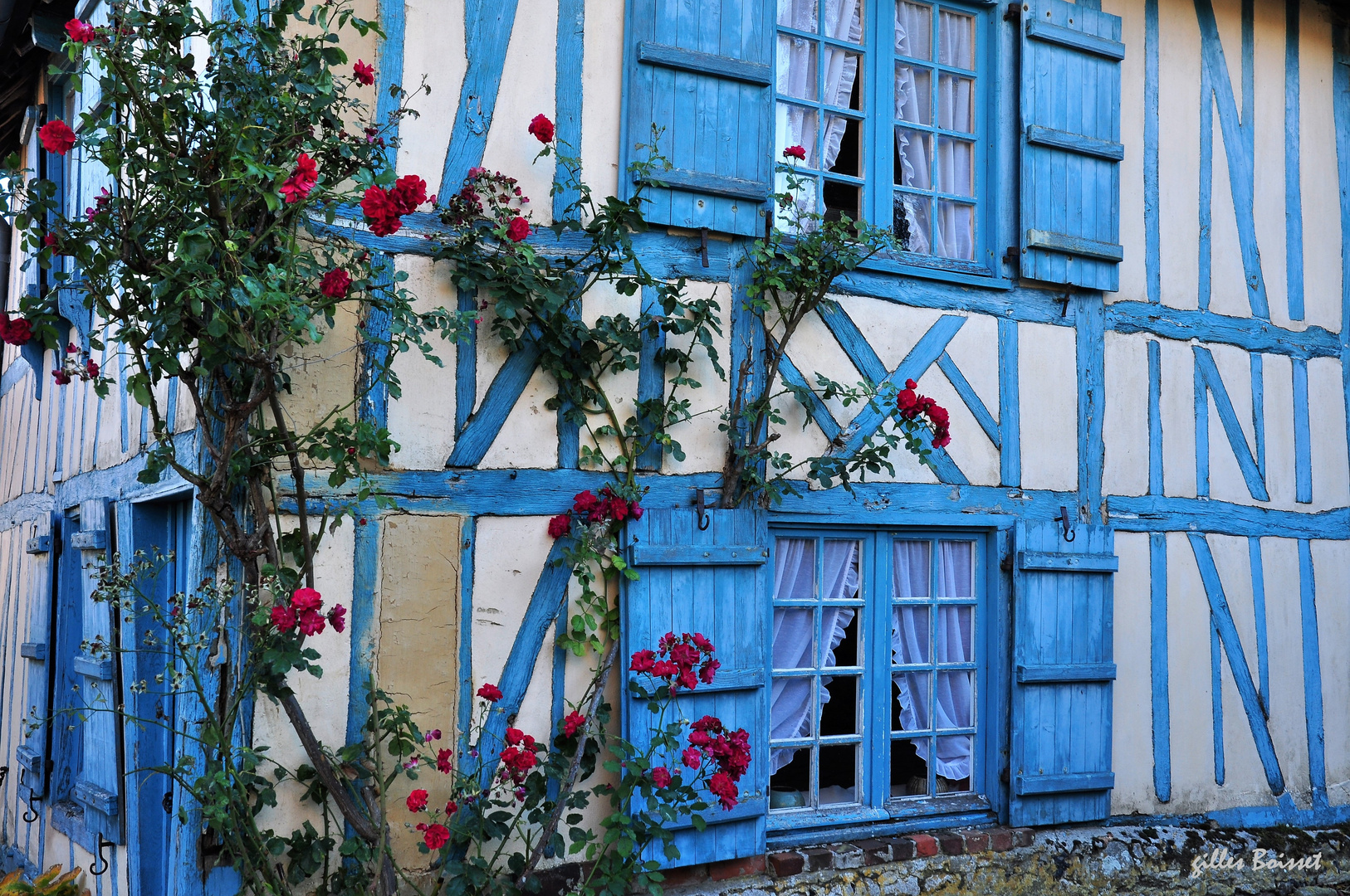 les dernières roses de Picardie