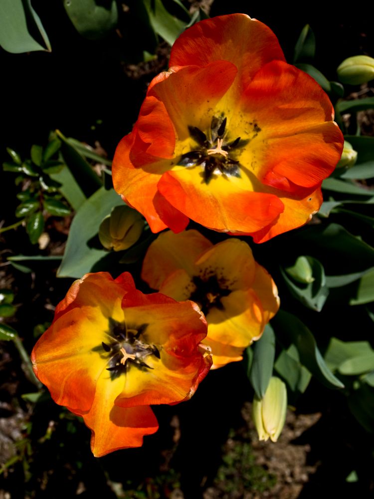 Les dernières tulipes du jardin