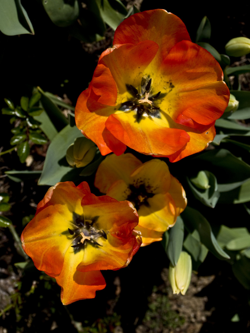 Les dernières tulipes du jardin