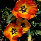 Les dernières tulipes du jardin