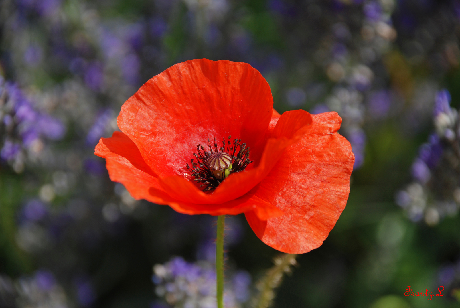 les derniers Coquelicot