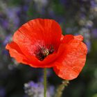 les derniers Coquelicot