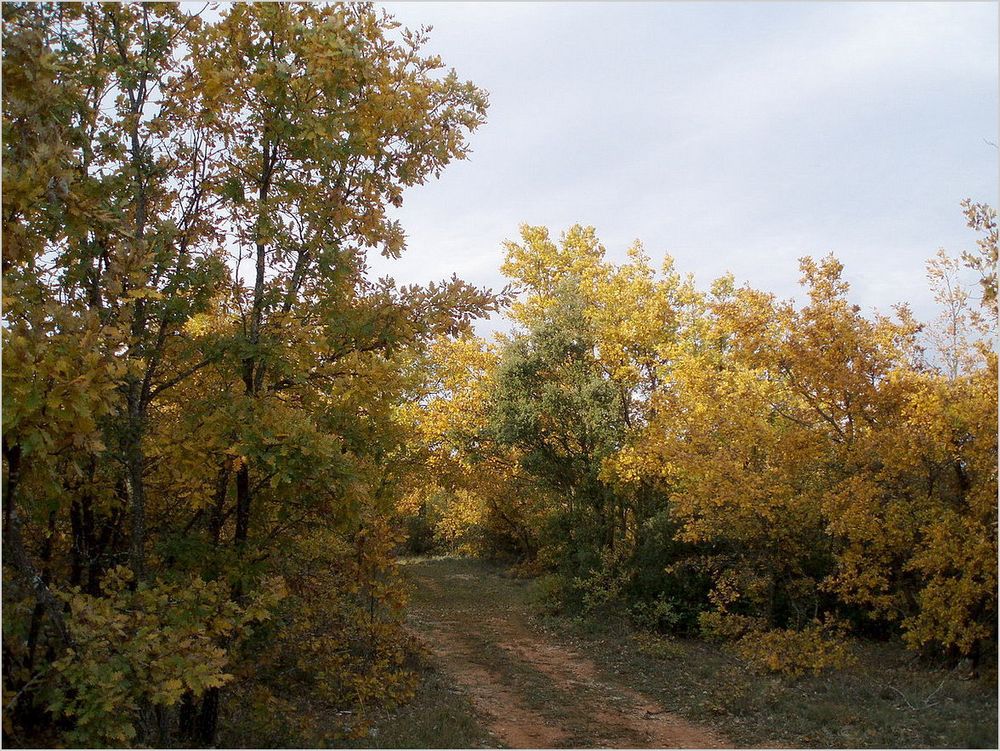 les derniers ors de l'automne