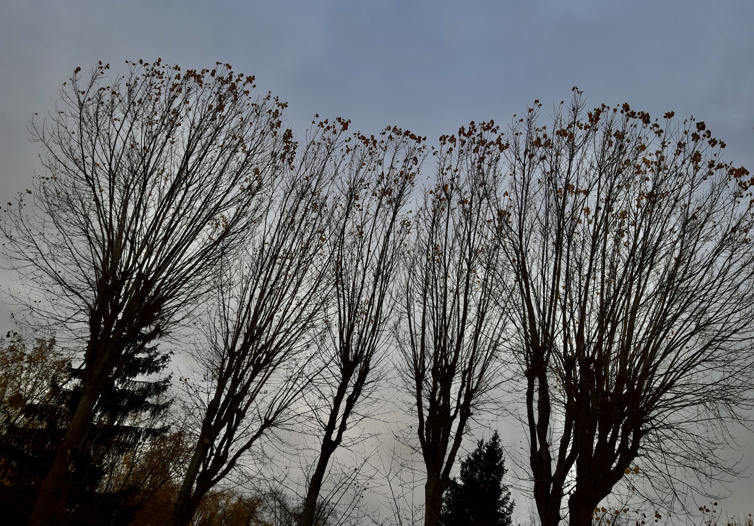 LES DERNIÈRES FEUILLES