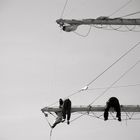 Les derrières en l'air de la Marine