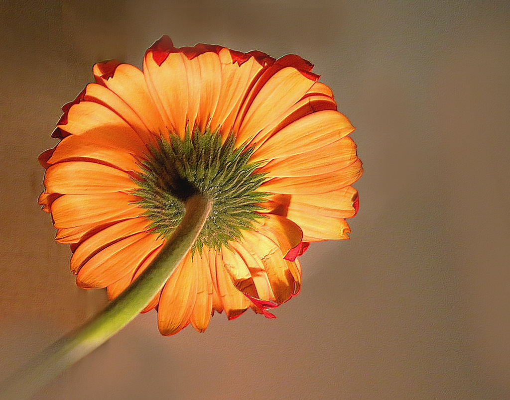 Les ...dessous de Gerbera...