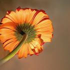 Les ...dessous de Gerbera...