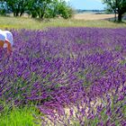 Les dessous de la Lavande :-)))