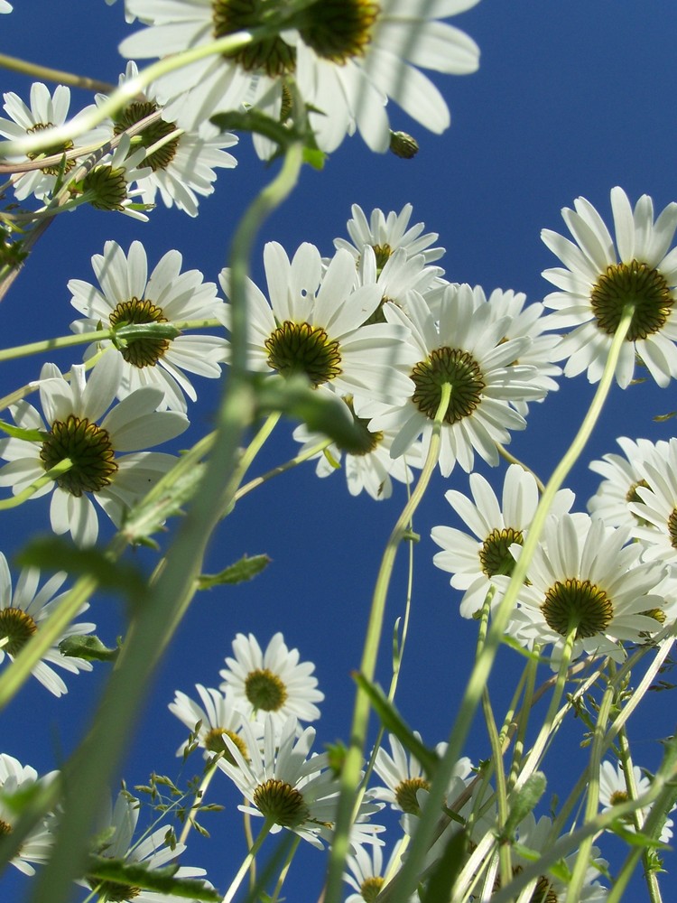 les dessous des marguerites...